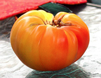 gold medal heirloom tomato